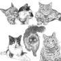 Personalised Pet Portrait Sketch, thumbnail 10 of 11