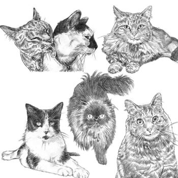 Personalised Pet Portrait Sketch, 10 of 11