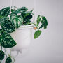 Flo, Self Watering Ceramic And Glass Hanging Planter, thumbnail 7 of 10