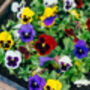 Flowers Pansy 'Delta Mix' Six X Plant Pack, thumbnail 1 of 4