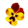 Flowers Viola 'Fireworks Mix' 20 X Plant Pack, thumbnail 1 of 6