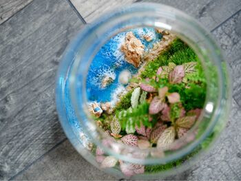 Beach Themed Terrarium Kit | 'Dominica', 4 of 12