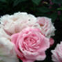 65th Birthday Gift Rose Fabulous At 65, thumbnail 2 of 2