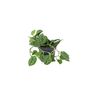 Satin Pothos Houseplant In 12cm Pot – Silver Vine, thumbnail 2 of 6