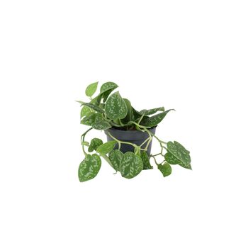Satin Pothos Houseplant In 12cm Pot – Silver Vine, 2 of 6