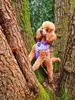 Lucky Little Lavender Daisies Dog Harness, 4 of 4