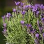Lavender Plants 'Fathead' Full Plant In A 9cm Pot, thumbnail 4 of 6