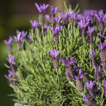 Lavender Plants 'Fathead' Full Plant In A 9cm Pot, 4 of 6