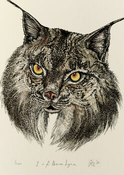 I Is For Iberian Lynx Illustration Print, 4 of 6