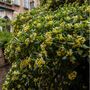 Perennial Daphne Royal Crown One Plant In One L Pot, thumbnail 3 of 5