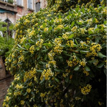 Perennial Daphne Royal Crown One Plant In One L Pot, 3 of 5