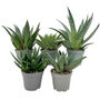 Amazing Aloe Vera Plants Mix, thumbnail 2 of 7