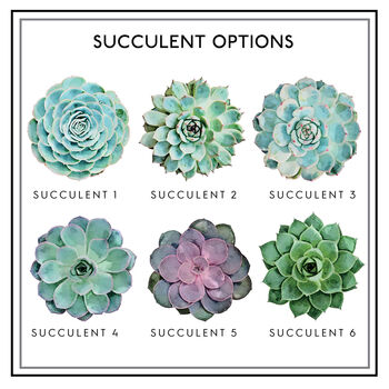 Wooden Succulent Coasters Set Of Six, 4 of 8