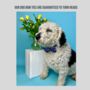 Navy And Pink Floral Dog Collar Bow Tie, thumbnail 4 of 5