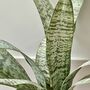Artificial Sansevieria In Pot Large, thumbnail 3 of 5