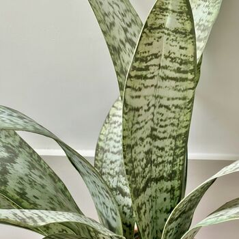 Artificial Sansevieria In Pot Large, 3 of 5
