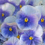 Pansy Delta 'All The Blues' Mix 20 X Full Plant Pack, thumbnail 3 of 4