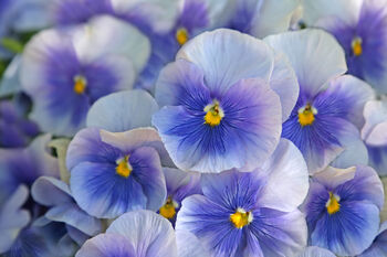 Pansy Delta 'All The Blues' Mix 20 X Full Plant Pack, 3 of 4