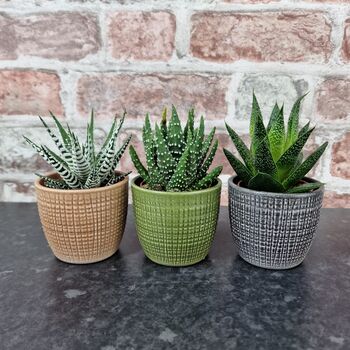 Trio Of Ceramic Planters With Succulent Plants, 4 of 4