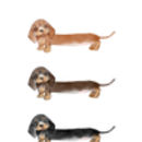 Silly Sausage Dog Illustration Print By Bryony Fripp ...