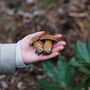 Foraging Experience Walk In The South Downs, thumbnail 7 of 12