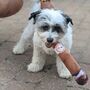 Cigar Style Soft Dog And Cat Toy, thumbnail 2 of 4