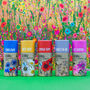 Wildflower Seed Ball Tubes Set Of Five, thumbnail 1 of 12