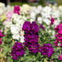 Flowers Stocks 'East Lothian' 12 X Plant Pack, thumbnail 4 of 6