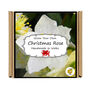 Grow Your Own Christmas Rose Plant Growing Kit, thumbnail 4 of 4