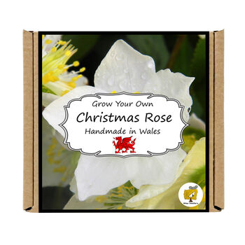 Grow Your Own Christmas Rose Plant Growing Kit, 4 of 4