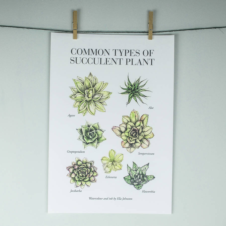 illustrated guide to succulents limited edition print by ella's place ...