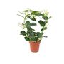 Stephanotis Jasmine Hoop In White Ceramic Pot – 40cm, thumbnail 2 of 9