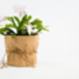 White 'Malissa Dancer' Christmas Cactus Two X 13cm Pots, thumbnail 1 of 6