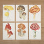 Mushrooms And Toadstools Illustrated Notelet Set, thumbnail 5 of 7