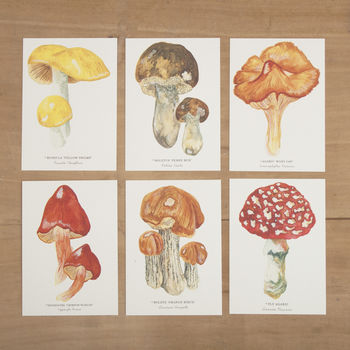 Mushrooms And Toadstools Illustrated Notelet Set, 5 of 7
