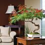 Grow Your Own Bonsai Tree Houseplant Gift Set, thumbnail 5 of 6
