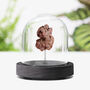 Dinosaur Poo Real Jurassic Dinosaur Dung Fossil Museum Quality Bell Jar Interior Design Home Decor Display Gift Ornament, thumbnail 1 of 4