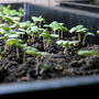 Specialist Houseplant Seed Starter Kit, thumbnail 3 of 3