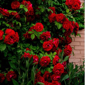 Valentine's Day Rose 'Lovestruck' One Five Litre Pot, 3 of 5