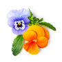 Flowering Plants 12 Month Subscription Package, thumbnail 1 of 5