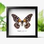 Regal Swallowtail Insect Bug Moth Butterfly Box Frame Entomology Taxidermy Interior Design Modern Home Decor Wall Hanging Gift Ornament, thumbnail 1 of 3