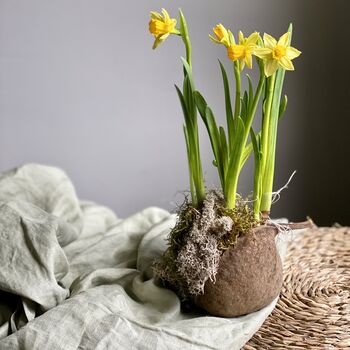 Fresh Narcissus Bulb In Buddha Nut Shell, 5 of 10