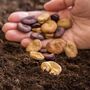 Seeds Broad Beans 'Imperial Long Pod' 12 X Seed Pack, thumbnail 9 of 9