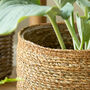 Seagrass Basket Plant Pot, thumbnail 2 of 3