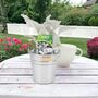 Senecio Angel Wings Plant In 2 L Pot – Silvery Foliage, thumbnail 1 of 7