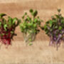 Grow Your Own Eco Friendly Herbs And Microgreens, thumbnail 2 of 7