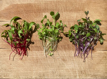 Grow Your Own Eco Friendly Herbs And Microgreens, 2 of 7