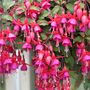 Garden Perennial Fuchsia One Litre Pot, thumbnail 1 of 5