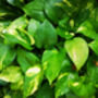 Houseplant Scindapsus Aureus In 20cm Hanging Pot, thumbnail 2 of 5
