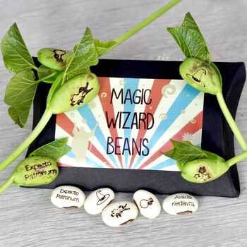 Magic Wizard Bean Grow Set, 2 of 11